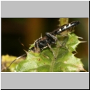 Coelichneumon cyaniventris - Schlupfwespe m110a 14mm fdet02.jpg